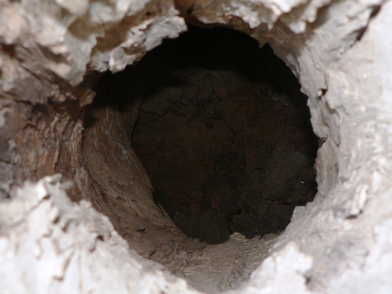 Tree trunk hollow