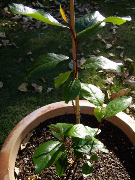 Catha Edulis looking leafy and exotic