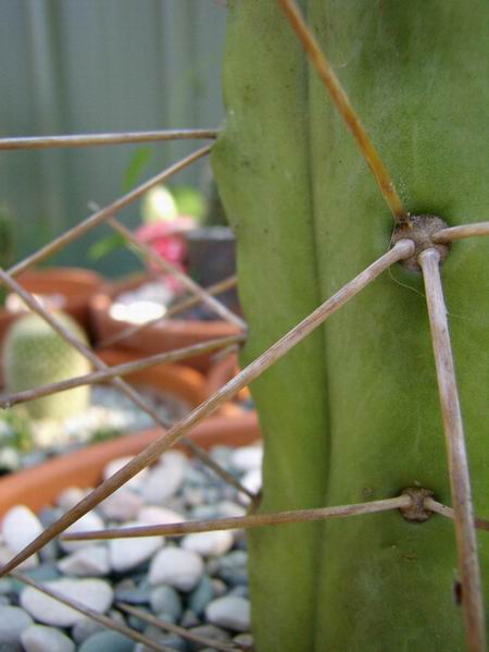 Unknown Cactus