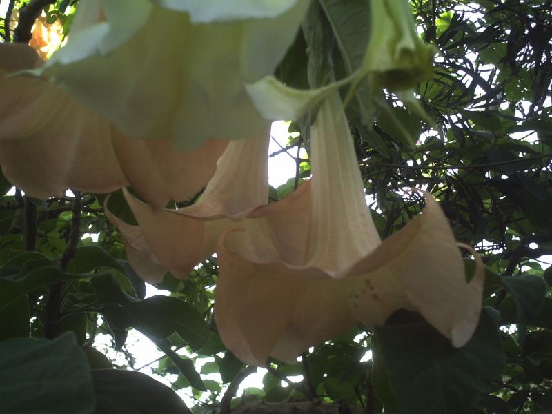 brugmansia 2