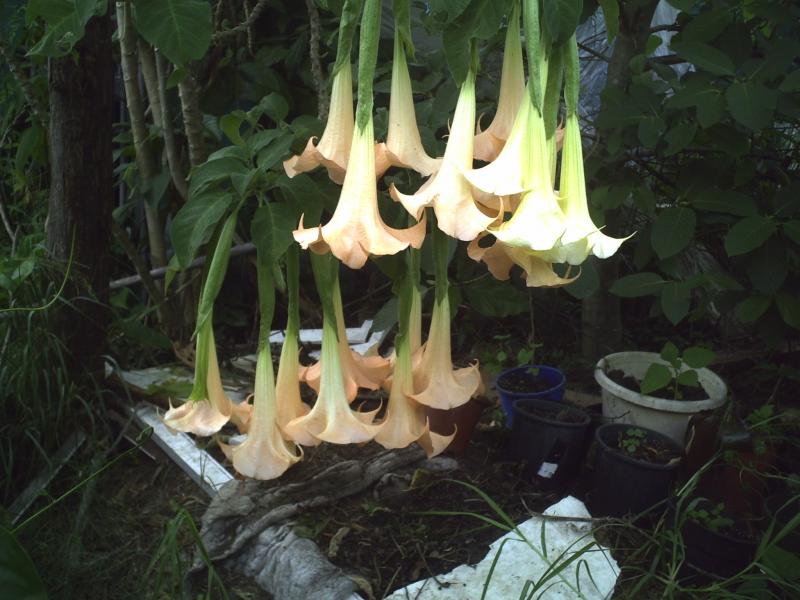 brugmansia 3