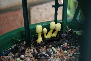 Yellow fungi in caapi pot