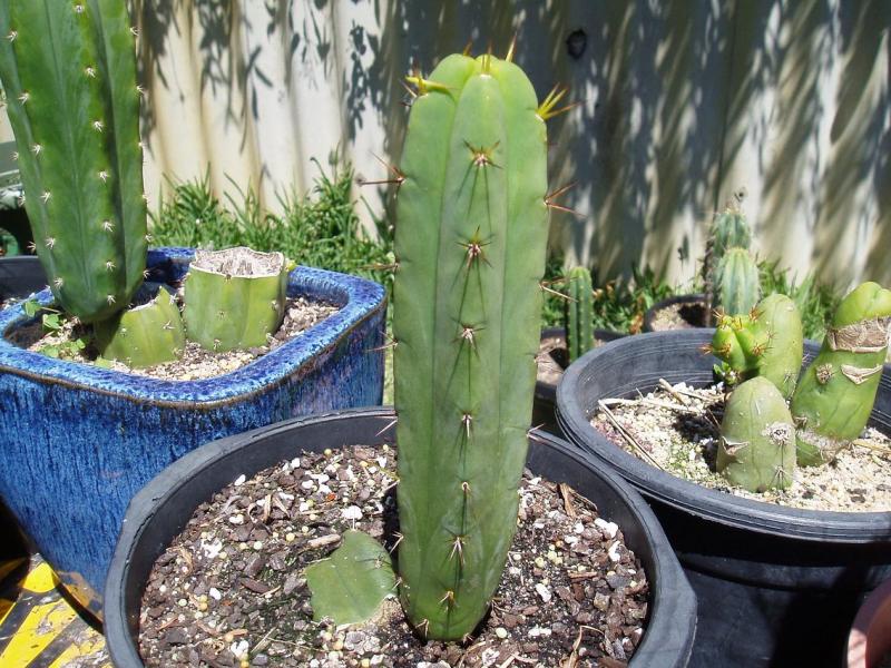 UT bridgesii under mass propagation