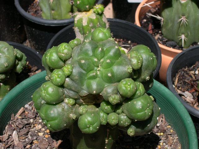 updated Lophophora graft