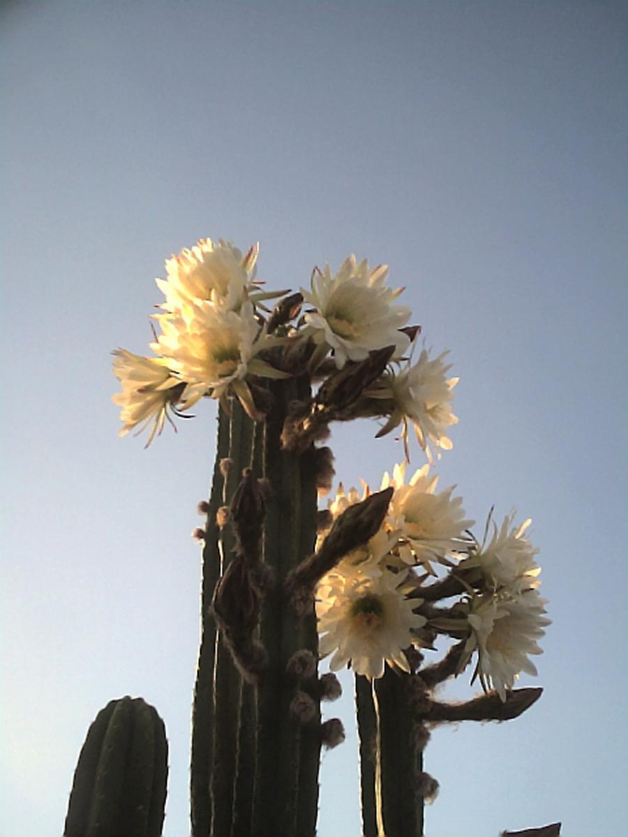 Spachbuds JAN1007_1026.jpg