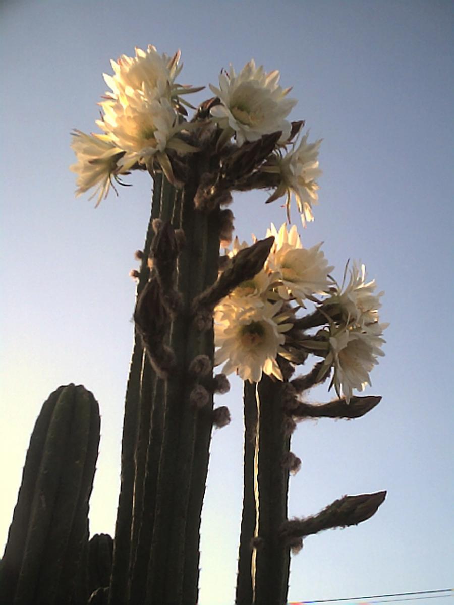Pachanoi Buds JAN07_11