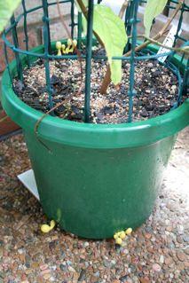 Yellow fungi in B. caapi pot #2