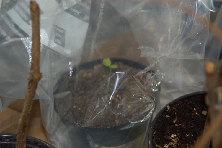 Iboga seedling 1