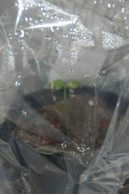 Iboga seedling 3