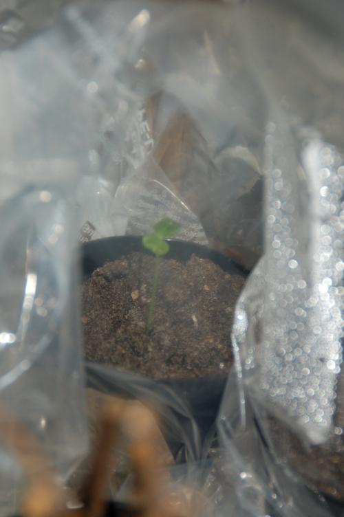 Iboga seedling 2