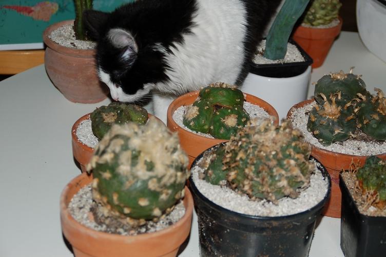 Cat stealing lopho's 1