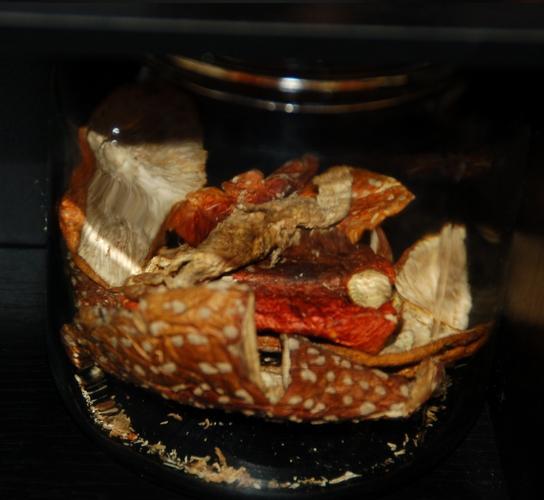 Amanita harvest