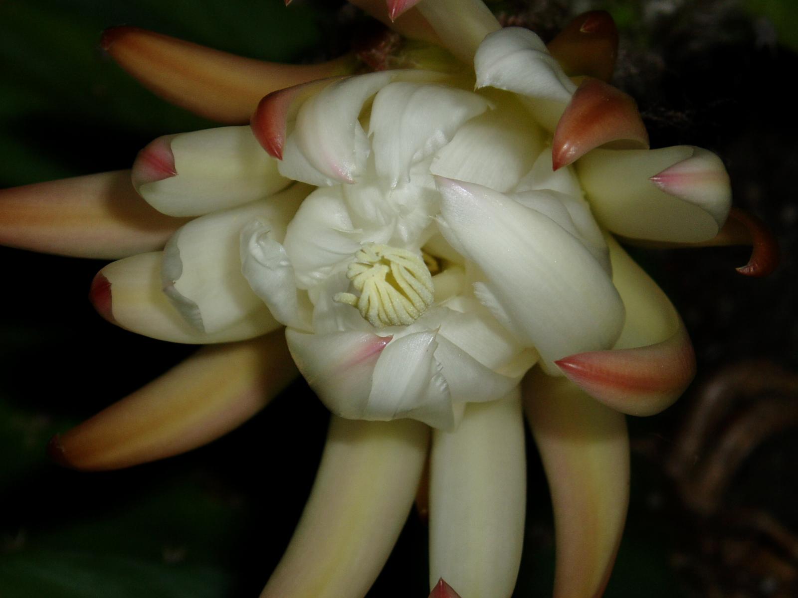 Pachanoi flower opening