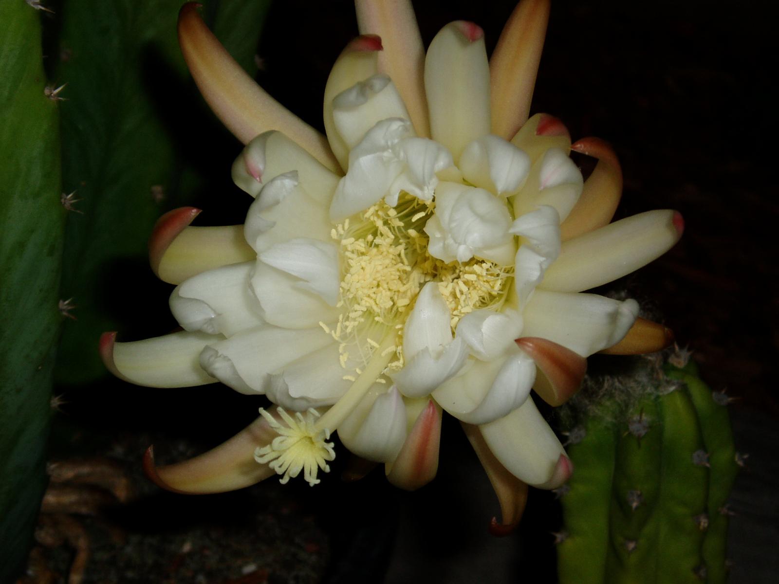 Pachanoi flower fully open closeup