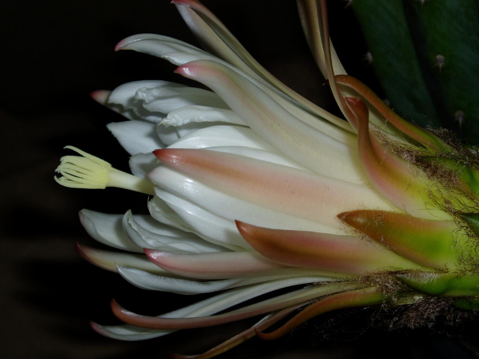 Pachanoi flower profile detail