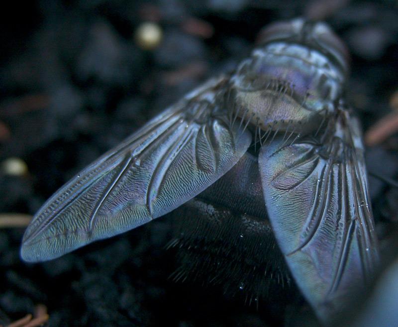 Fat Fly closeup wing