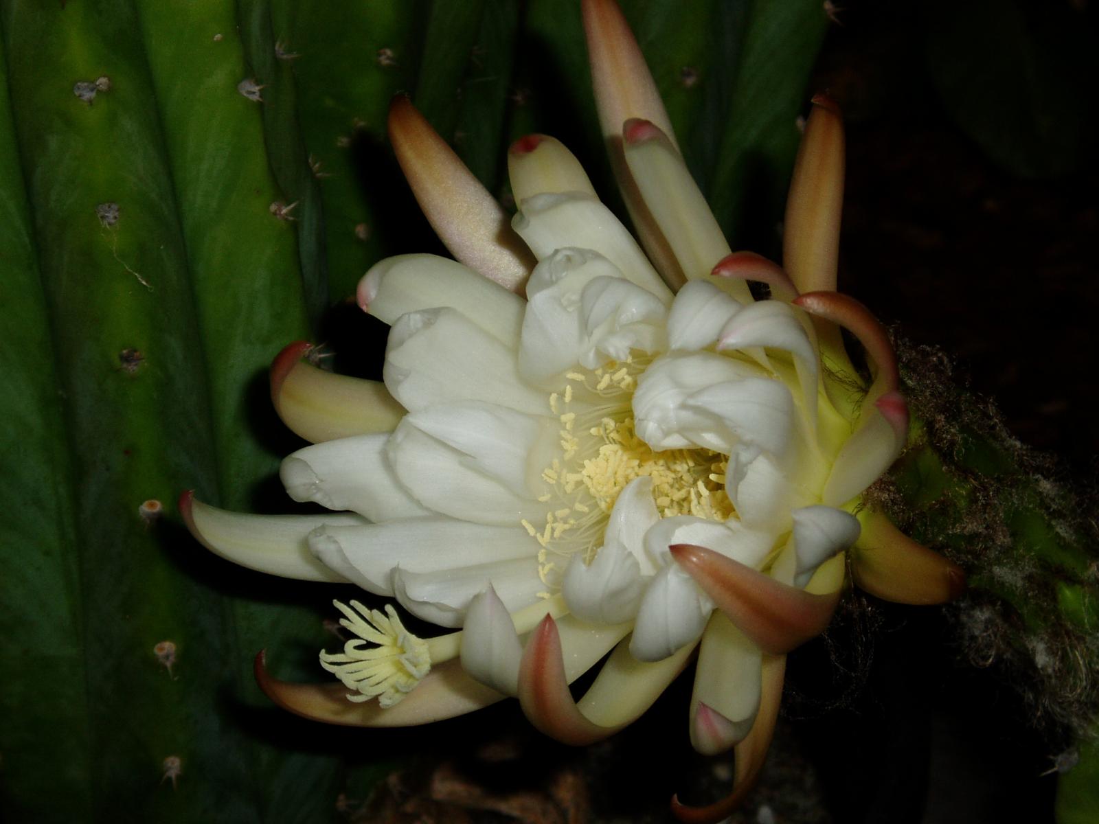 Pachanoi flower open