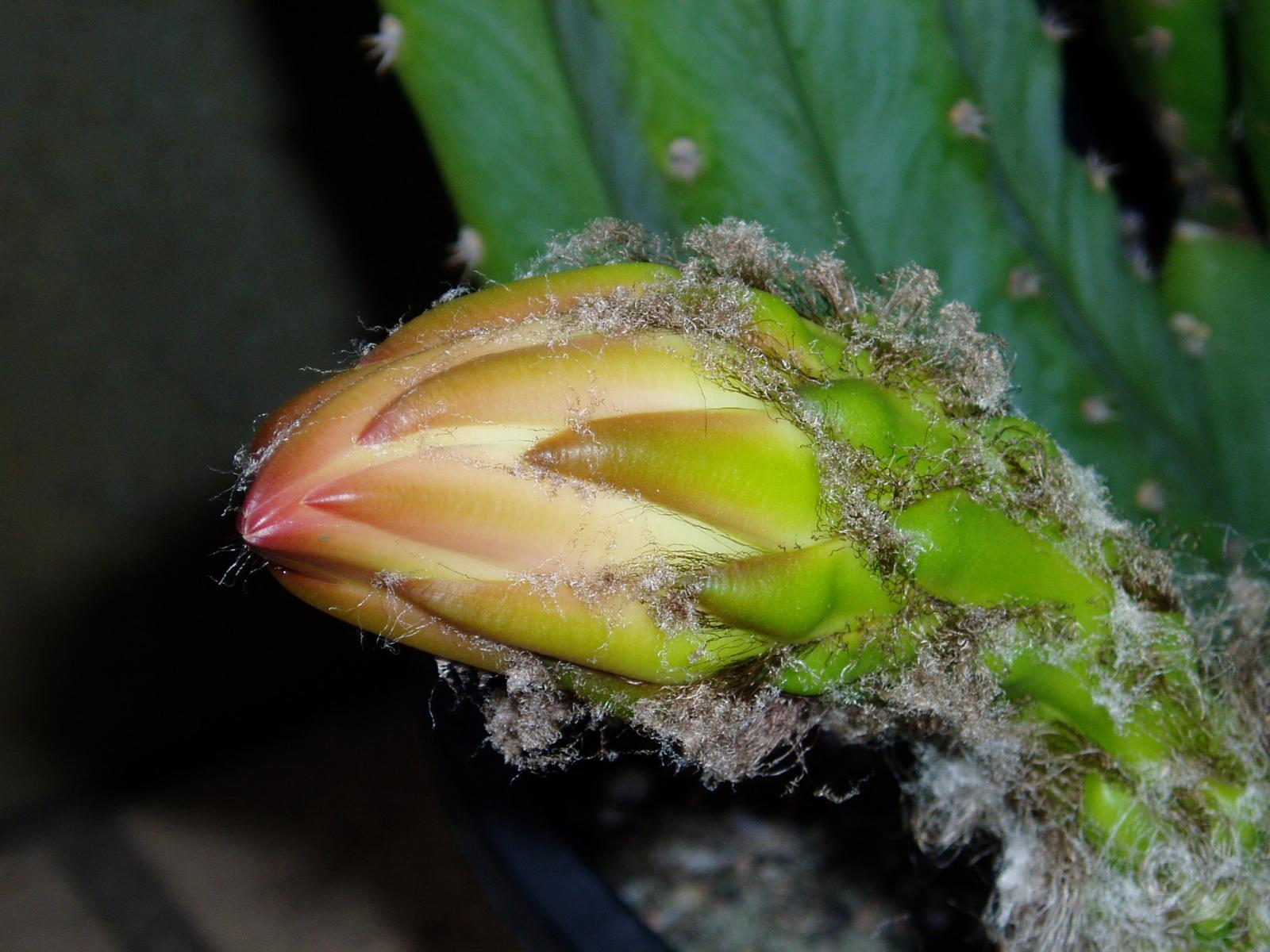 Pachanoi flower forming