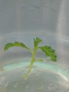 Turnera diffusa in tissue culture