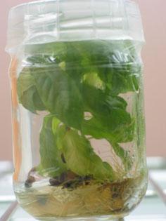 Yohimbe in micropropagation