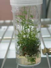 Turnera diffusa ready to be subcultured