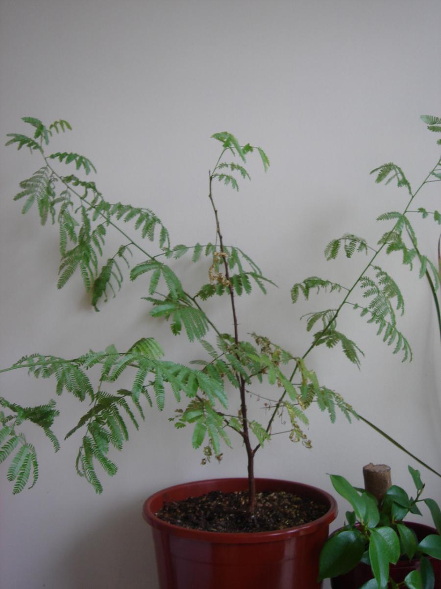alleged Mimosa Verrucosa