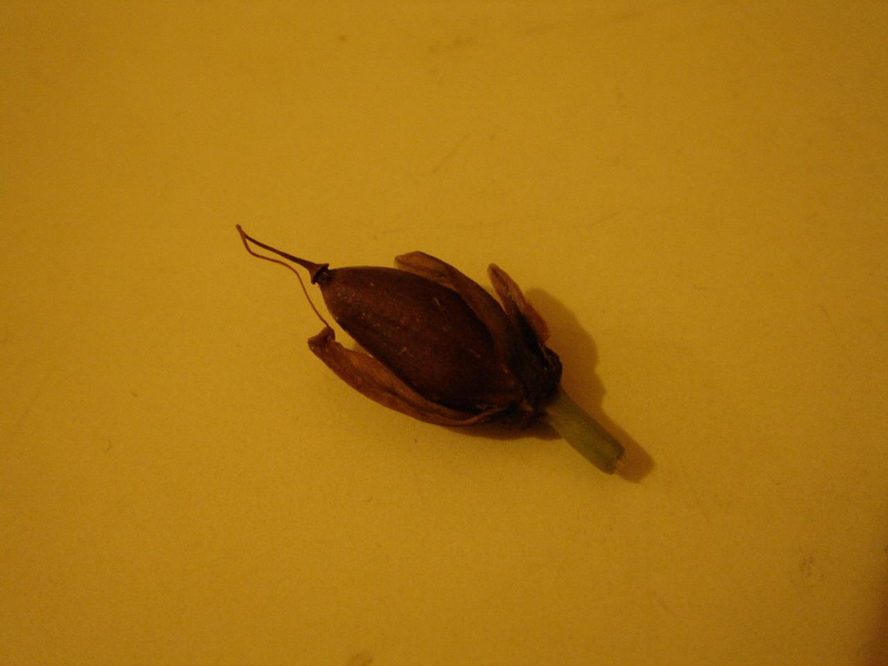 Ololiuhqui seed