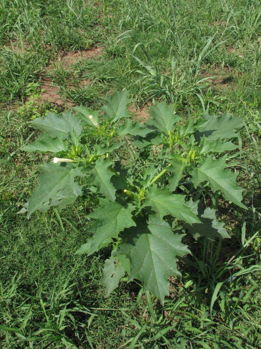 datura stromonium