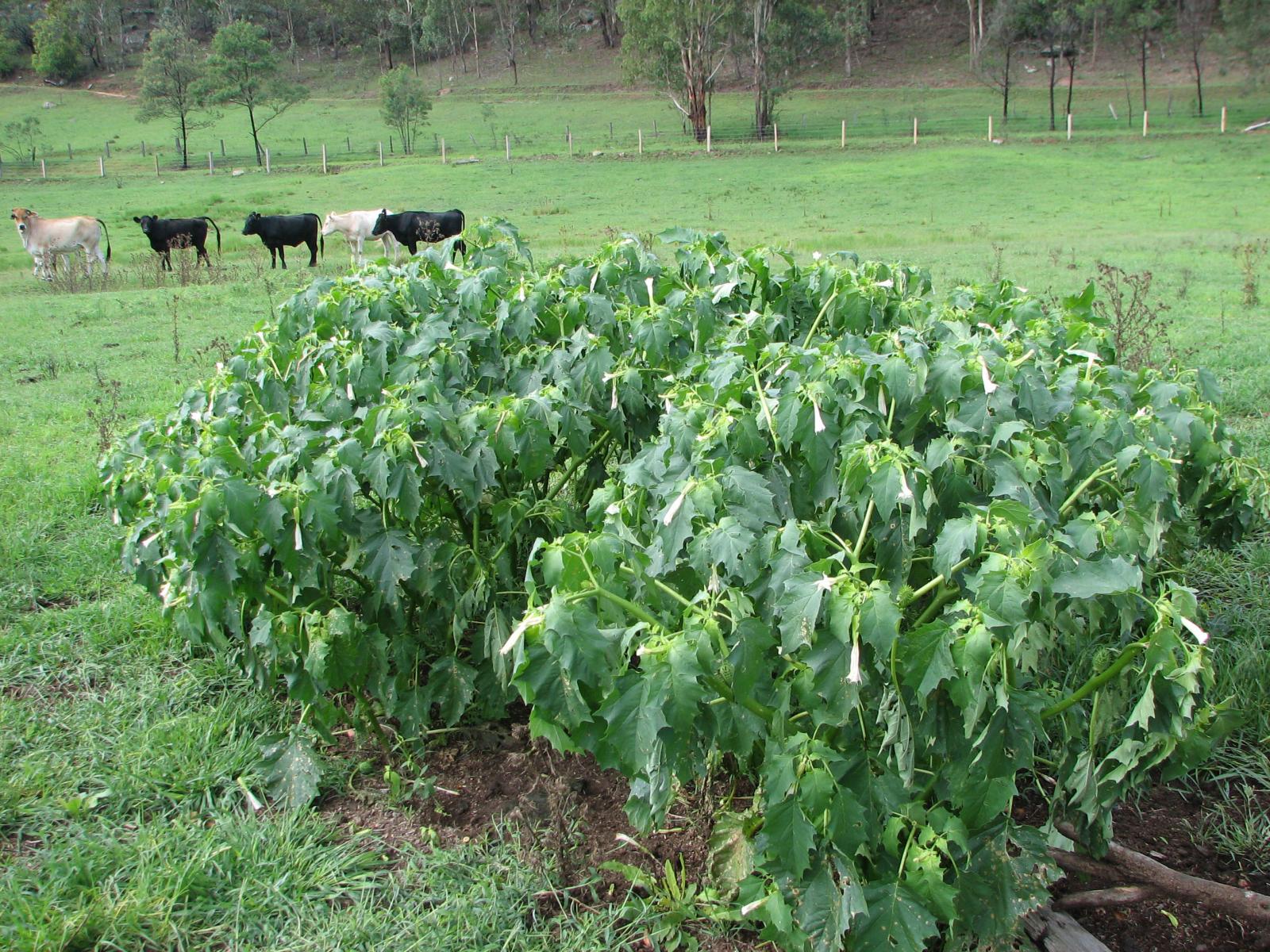 datura spp