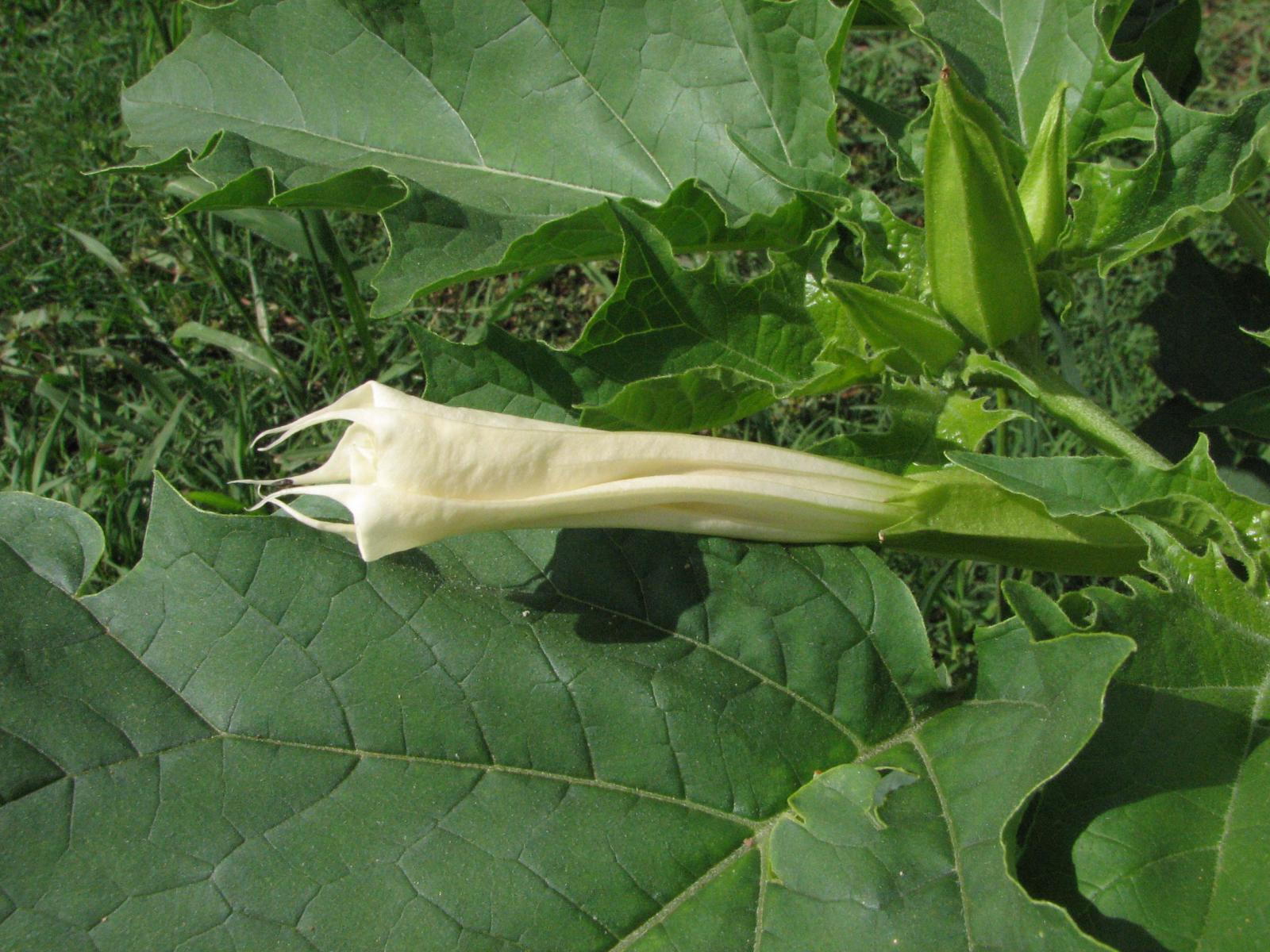 datura stromonium 3