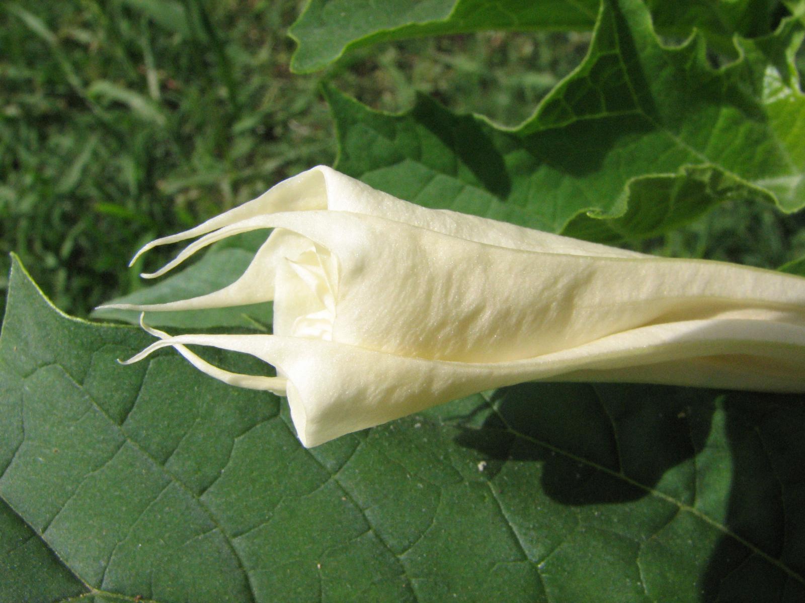 datura stromonium flower 2