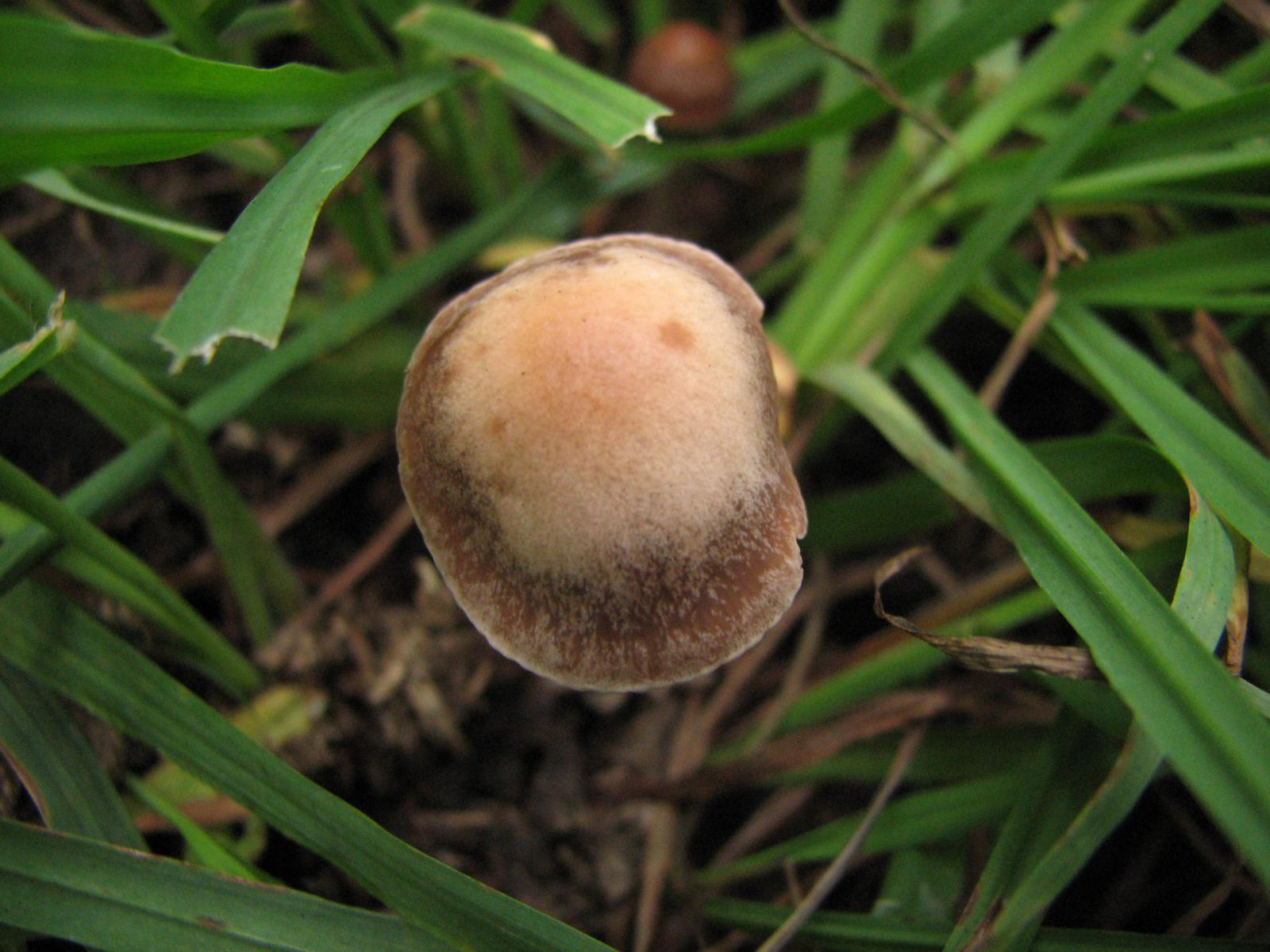 unknown panaeolus 2.jpg