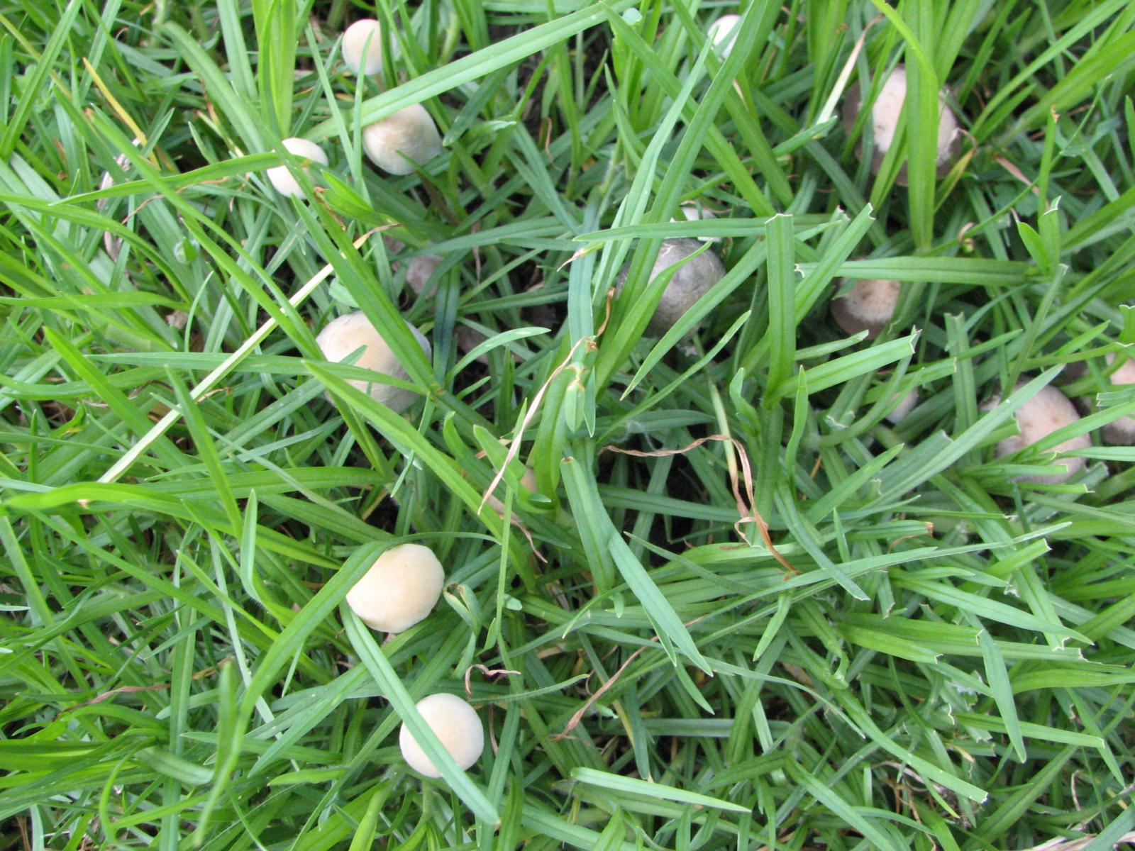 panaeolus cyanescens & Panaeolus subbalteatus