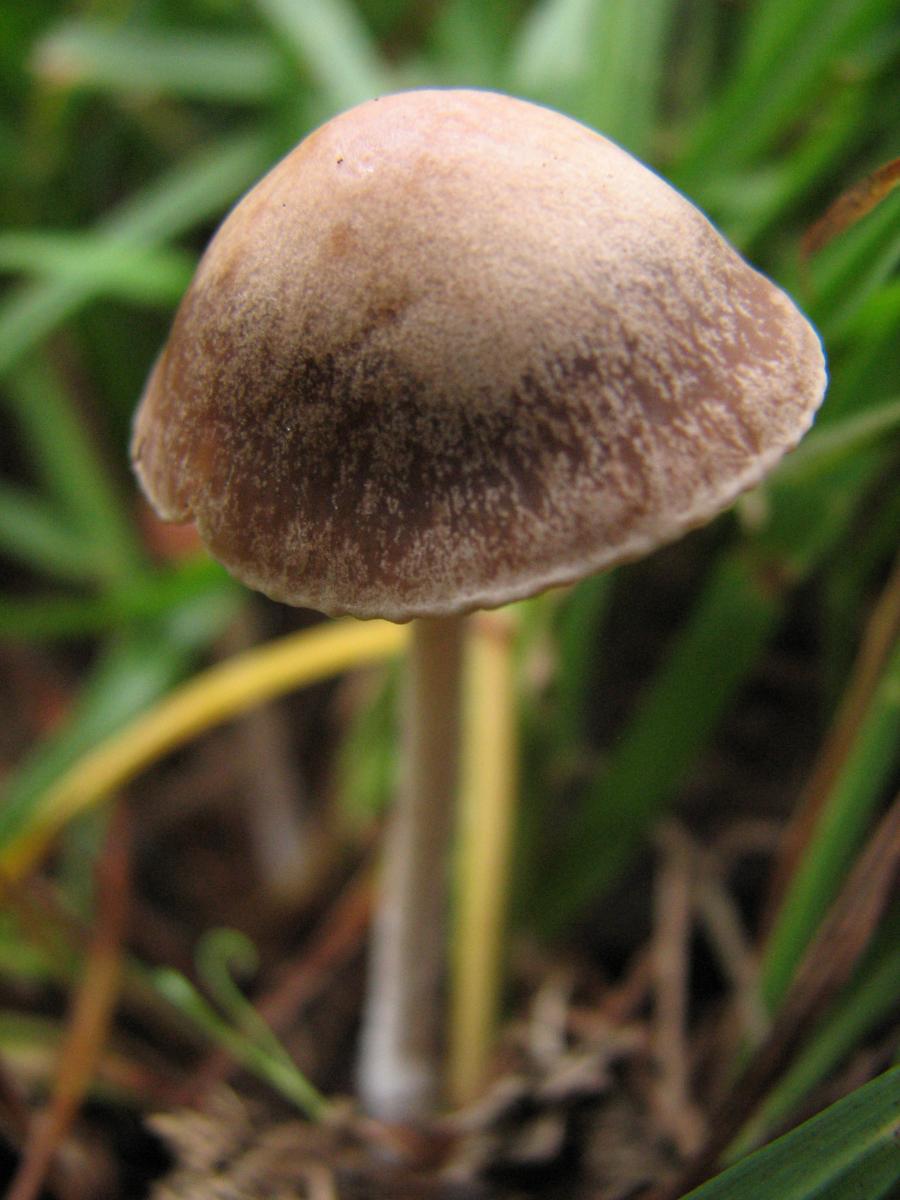 unknown panaeolus