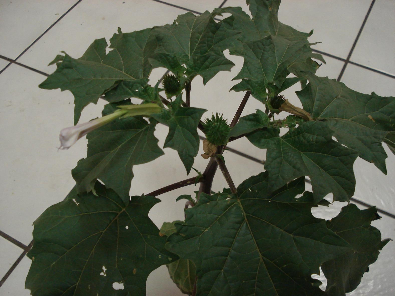 Wild Datura stramonium var tatula form bernhardii