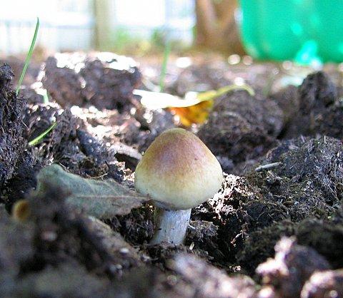 Outdoor cultivation, Cubensis