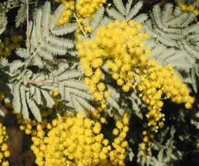 Acacia baileyana phyllodes & flowers