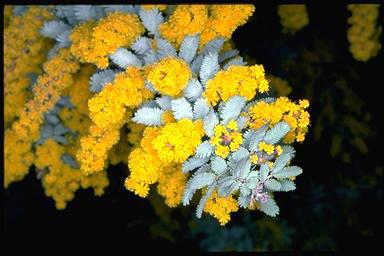 Acacia baileyana 'Purpurea' phyllodes & flowers