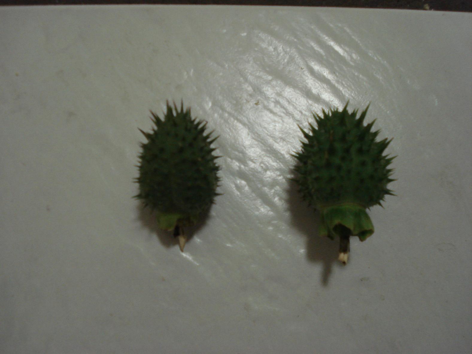 Datura pods