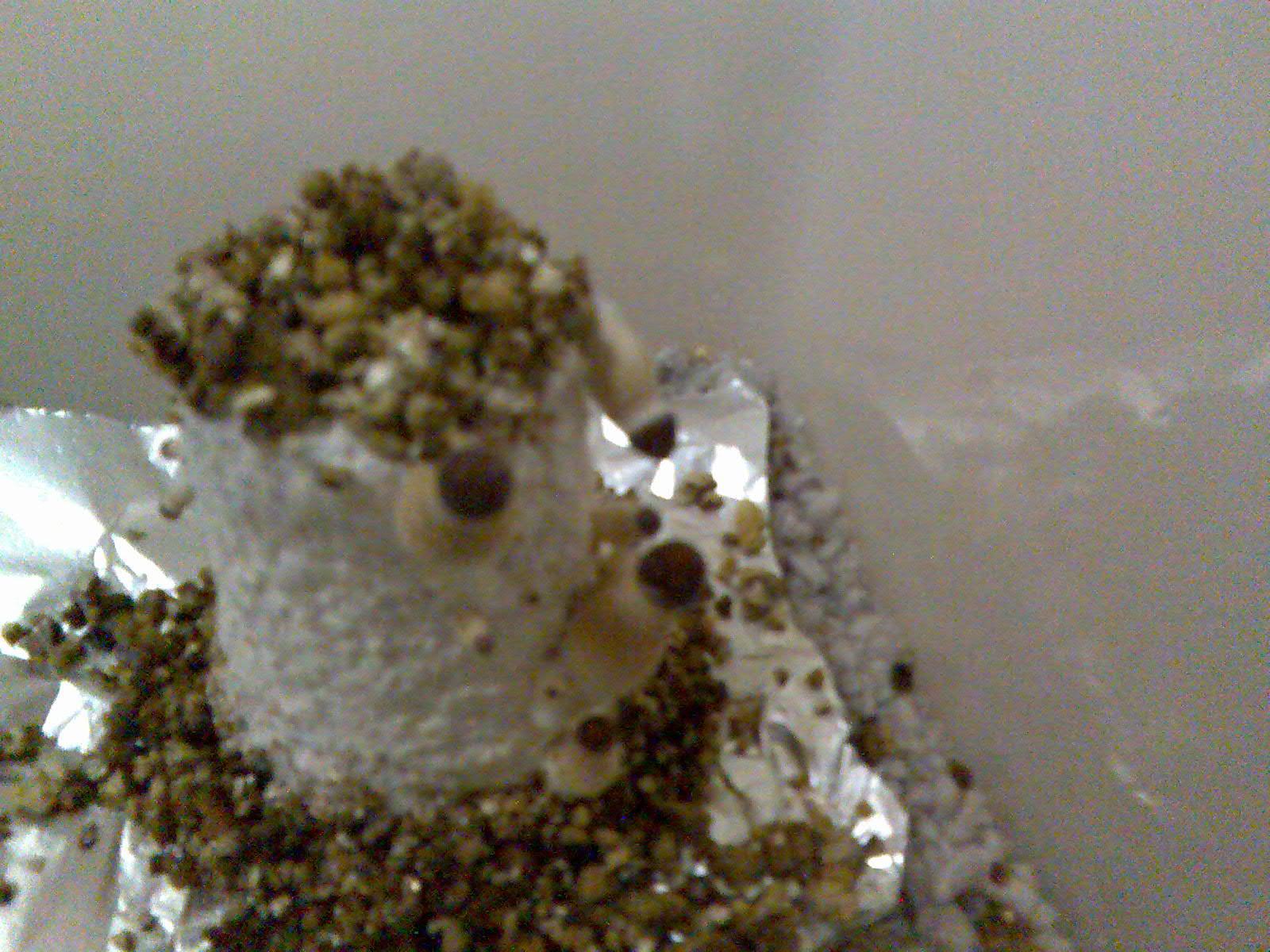 Mexi cake fruiting