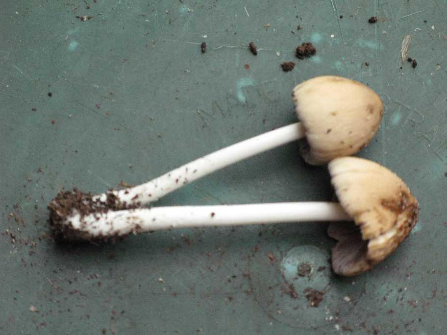 Unknown Mushrooms