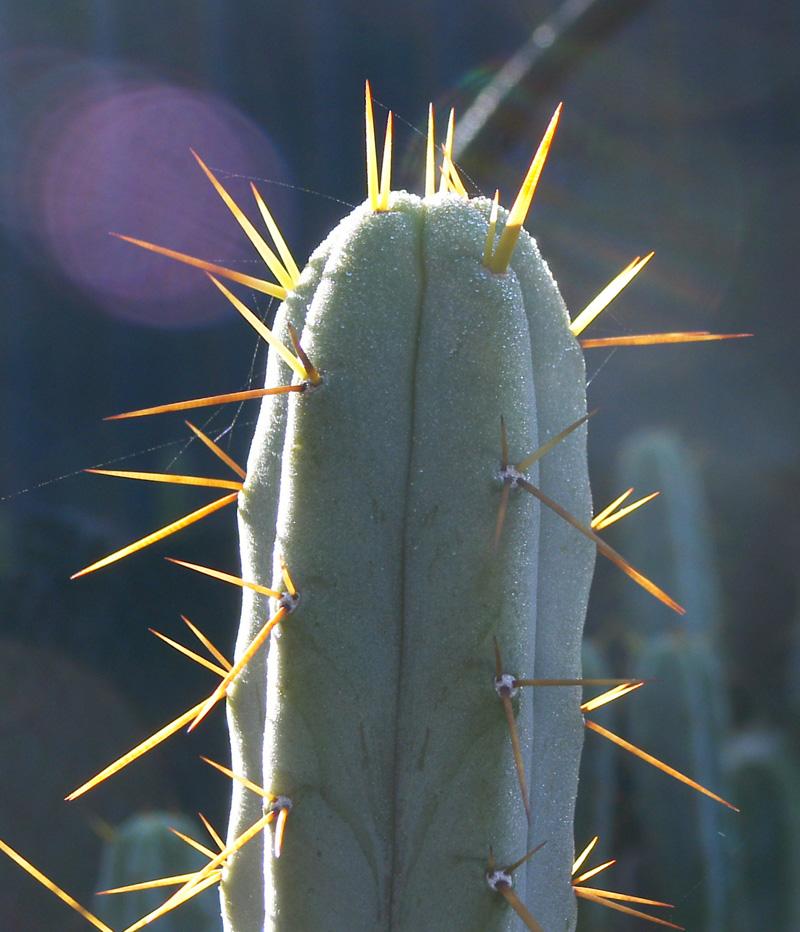 Mum&Dad Bridgesii Sunlit