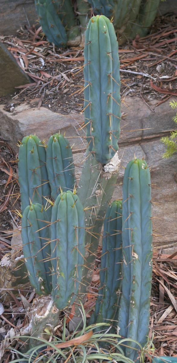 Mum&Dad Bridgesii "Motherplant pups"