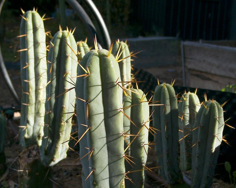 Mum&Dad Bridgesii groupshot