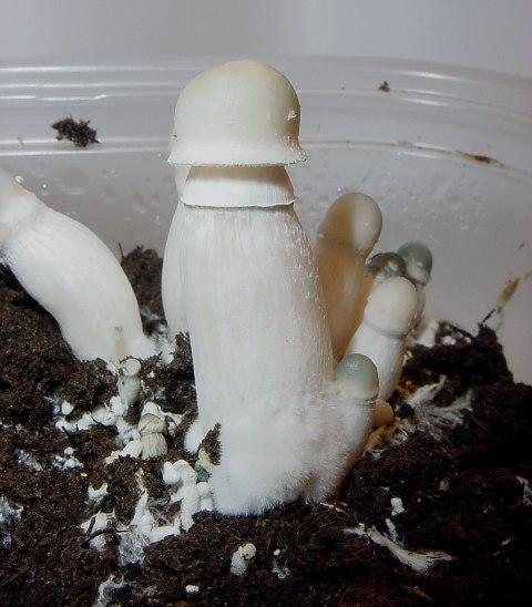 Albino PE