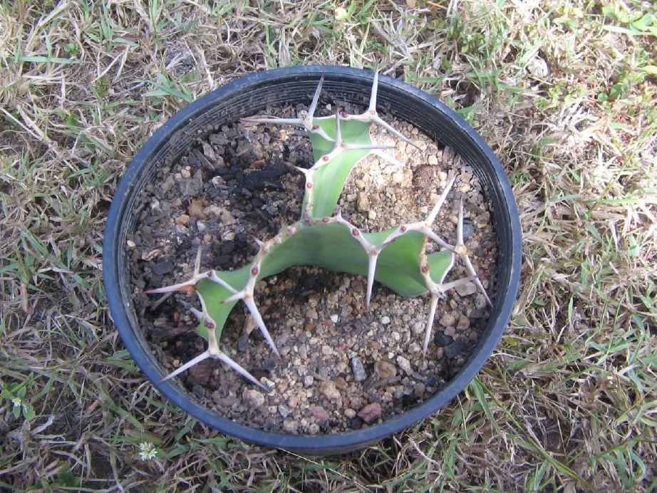 unidentified - Euphorbia?