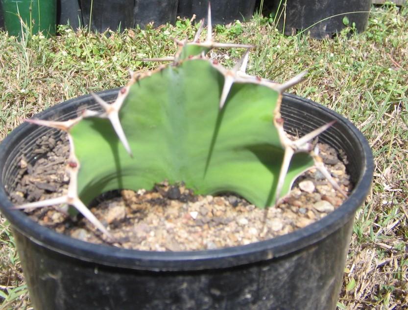 unidentified2 - Euphorbia?
