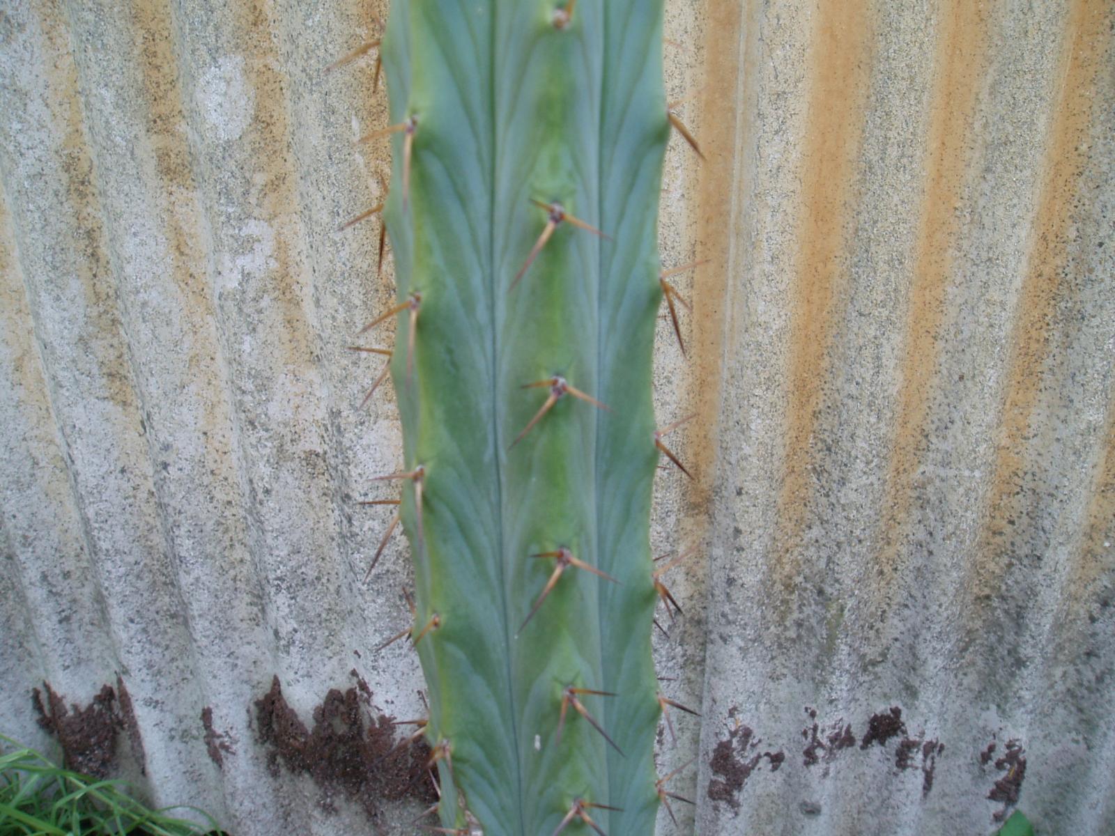 seed grown bridgesii - tri spine version