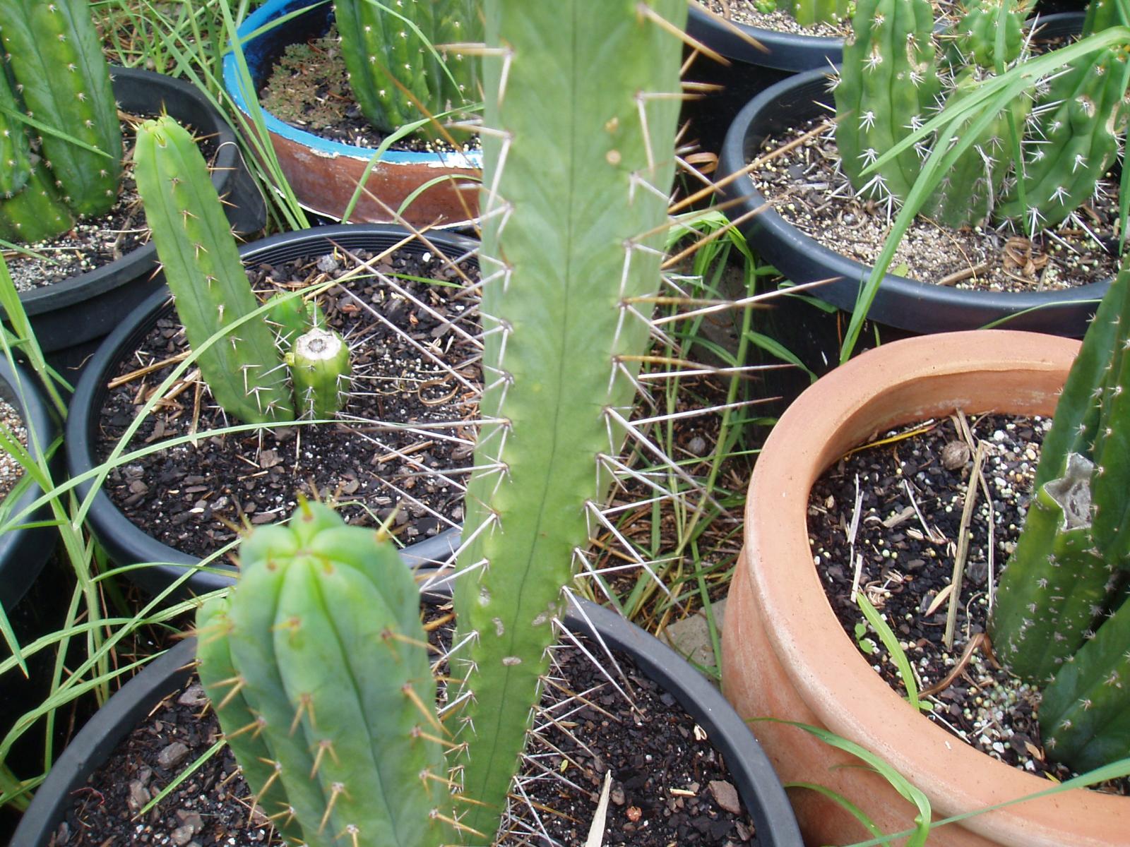 seed grown bridgesii with interesting spination