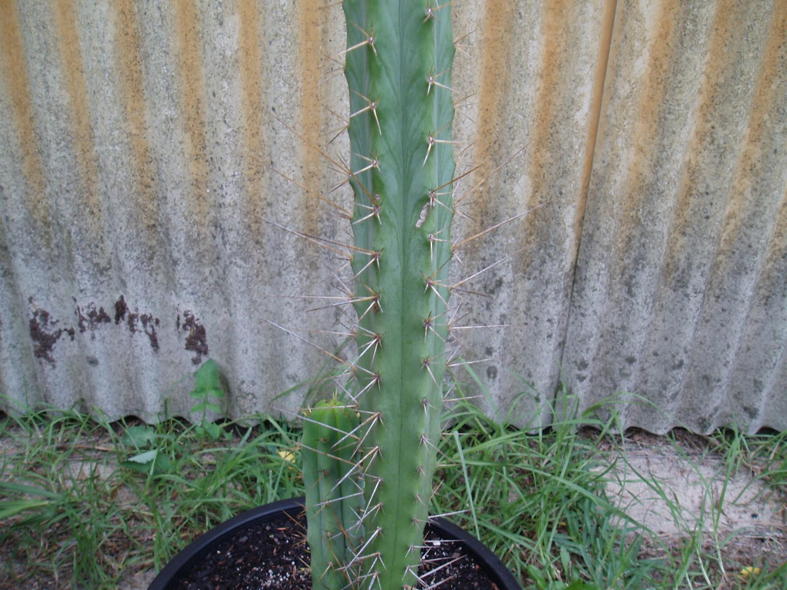 Another seed grown bridgesii with interesting spines